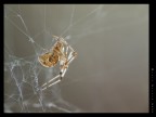 Il tessitore Il tessitore