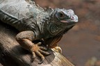 Iguana Iguana