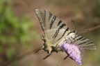farfalla farfalla