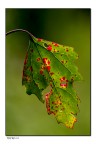 leaf leaf