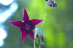Barlumi di sogno ...e il fiore Barlumi di sogno ...e il fiore