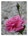 PINK PINK
