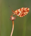 Boloria dia Boloria dia