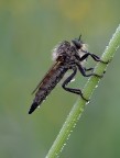 Asilide Asilide
