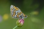 Farfalla di profilo bis Farfalla di profilo bis