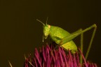 verde..... sul viola!