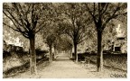 Viale Viale