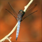 Libellula #2 Libellula #2