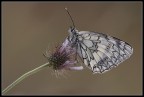 Melanargia galatea (o russiae? ) Melanargia galatea (o russiae? )