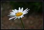margheritina margheritina
