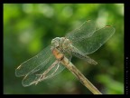 Libellula chiara