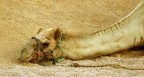 Come sono stanco... Come sono stanco...