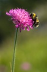 Prime macro Prime macro