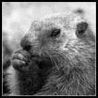 Marmotta pensierosa...