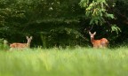 mamma e cucciolo mamma e cucciolo