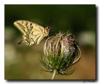 Papilio Macaon
