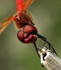 portrait of dragonfly