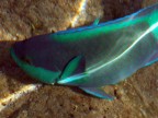 Pesce Pappagallo Pesce Pappagallo