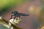 Asilide su sfondo romatico Asilide su sfondo romatico