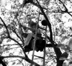 raccolta delle ciliegie