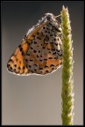 Una Melitaea in controluce