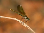 Libellula #3 Libellula #3