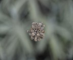 Prove macro E-410 Prove macro E-410
