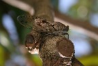 cicala cicala