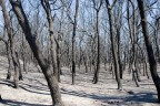bosco di Lesina(Fg) bosco di Lesina(Fg)
