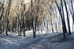 bosco di Lesina (fg)2 bosco di Lesina (fg)2