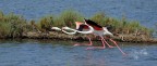 Fenicotteri rosa, fenicotteri di pesco Fenicotteri rosa, fenicotteri di pesco