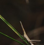 per i miei nuovi amici tell� e giap