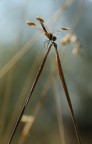 Acrobata Acrobata