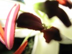 Macro Fiore Macro Fiore