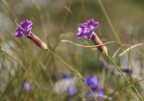 Pensieri in viola Pensieri in viola