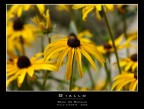 Giallo Giallo