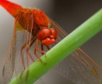 Natura 7 Natura 7