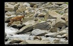 Stambecco al salto Stambecco al salto