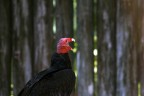 Corvo dal collo rosso Corvo dal collo rosso