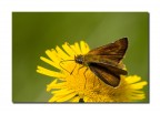 Thymelicus sylvestris Thymelicus sylvestris