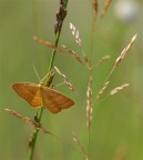 farfallina