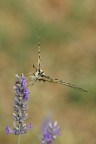 La Farfalla e il Fiore La Farfalla e il Fiore