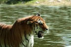Tigre Tigre