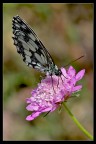 Farfalla Black &amp; white