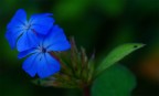 Blu.. Blu..