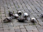Piccioni a colazione /P.zza Navona -Roma