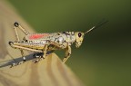 Romalea guttata Romalea guttata