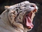 tigre bianca annoiata tigre bianca annoiata