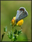 Ma che starà cercando? "Farfalla" Ma che starà cercando? "Farfalla"