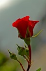 rosa rossa